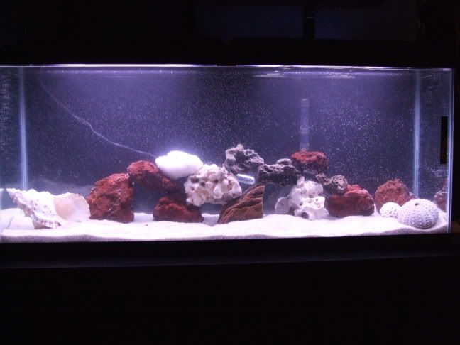 2006_02142weekbetta0010.jpg