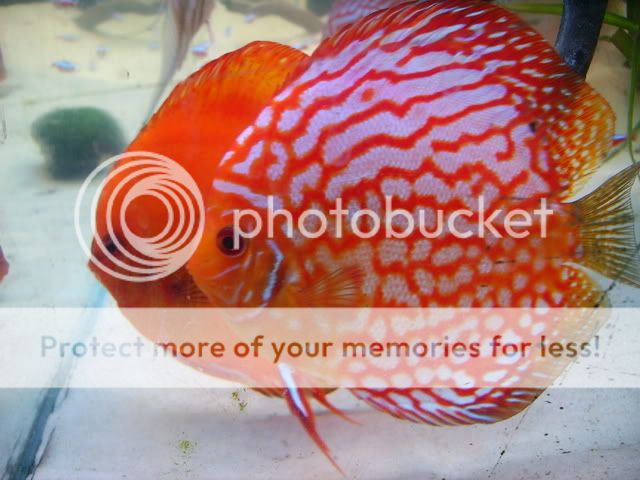 macro1062.jpg