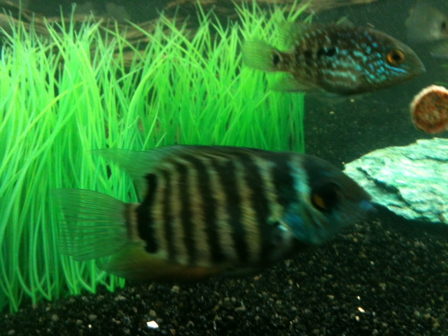 severum2.png