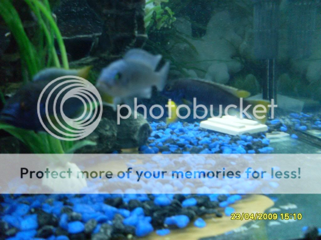 mycichlids006-1.jpg