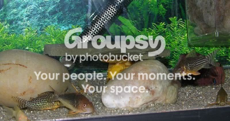 CorysBNplecos.jpg