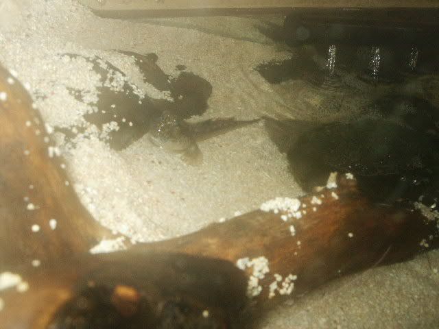 mudskipper.jpg