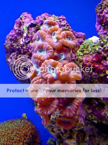 2009_0703Reef0249a.jpg