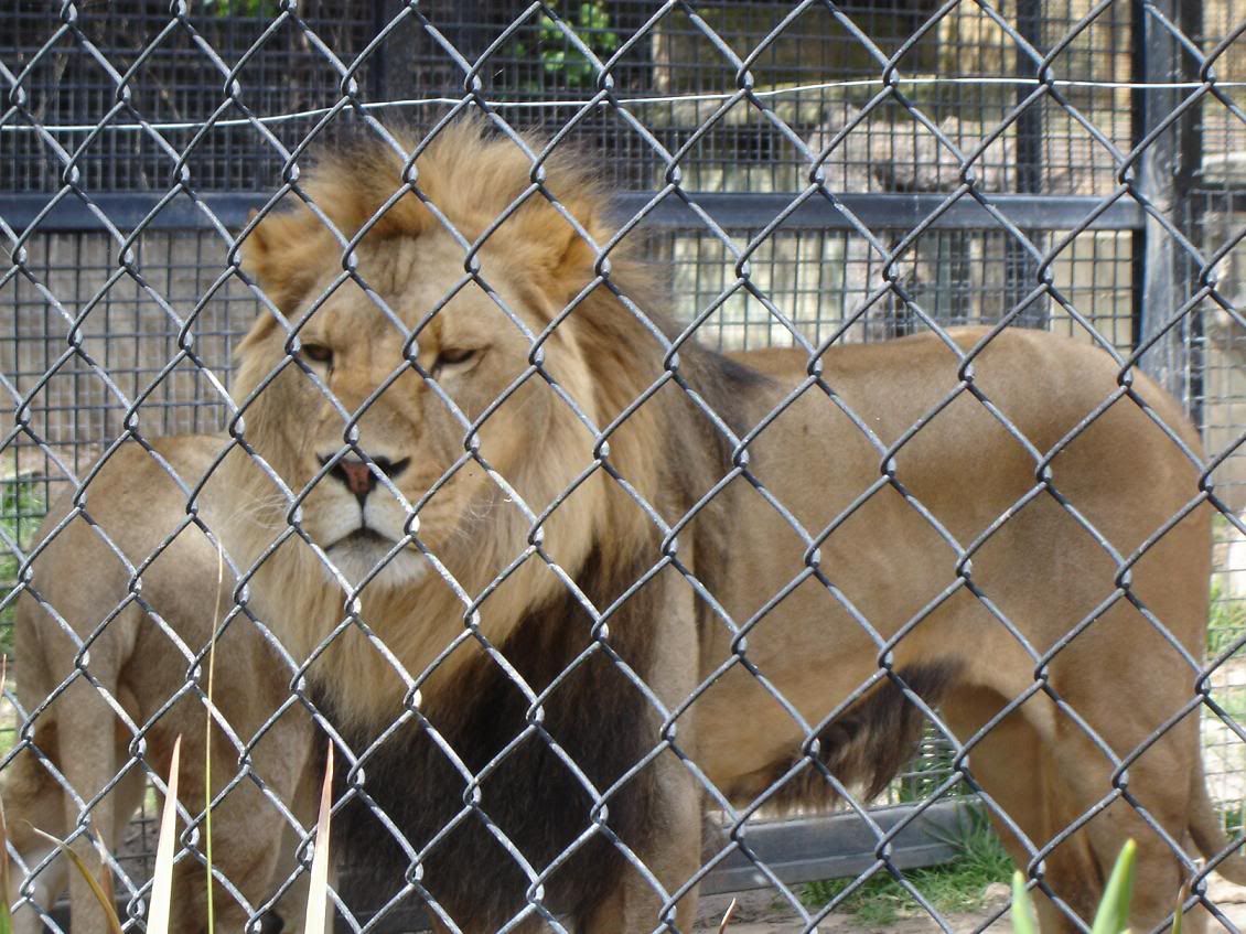 MaleLion.jpg