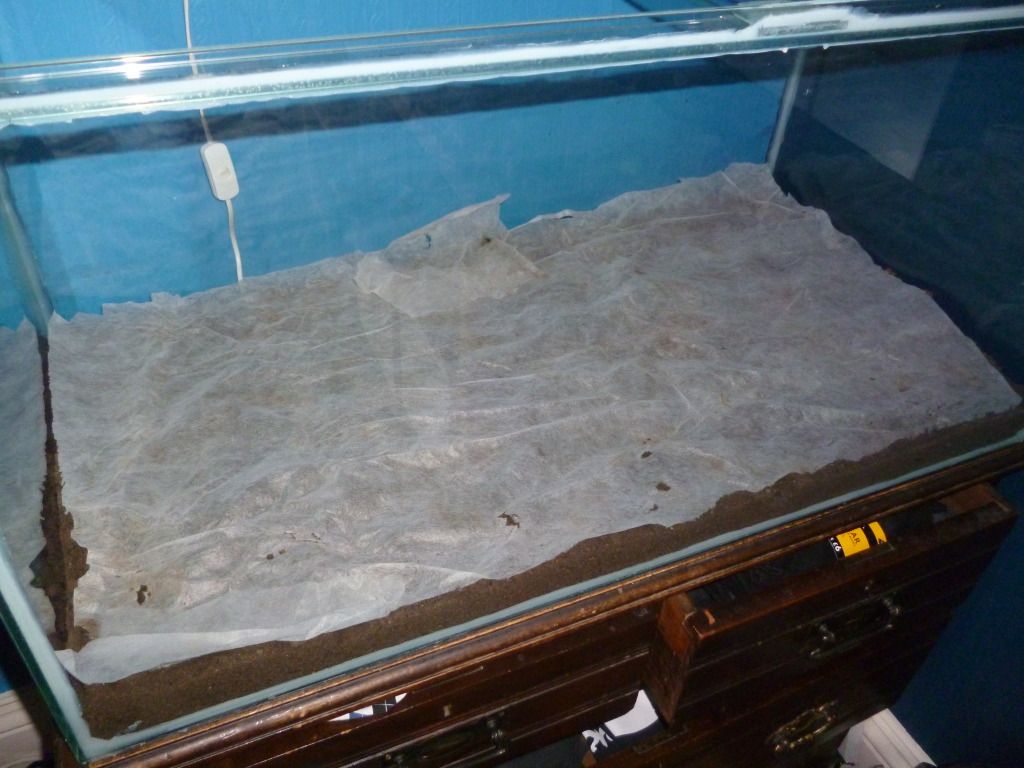 P1000426.jpg