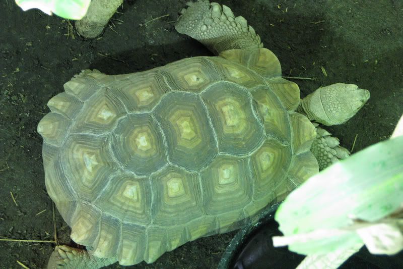 Tortoise1.jpg