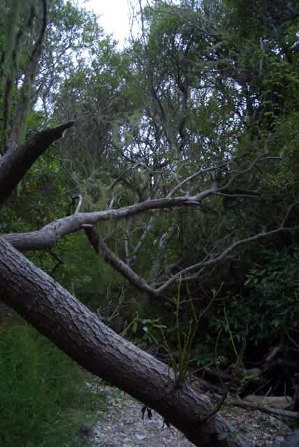 branchesleafless.jpg
