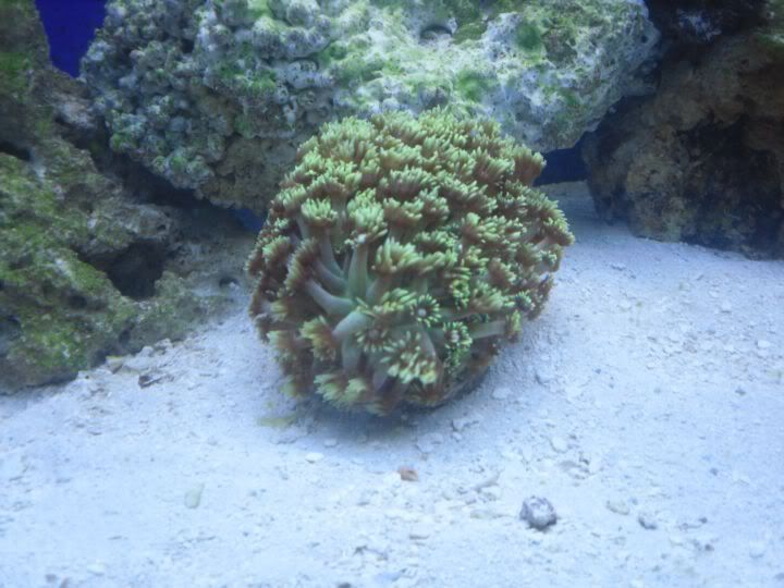Goniopora.jpg