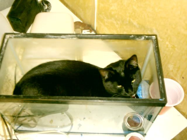 Odysseus-AsleepintheFishtank3.jpg