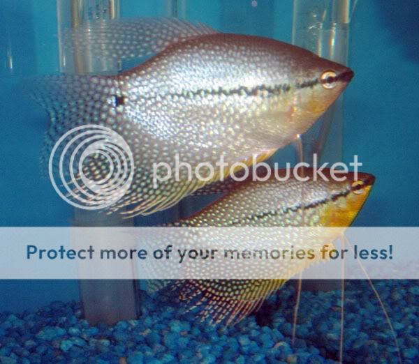 gouramis.jpg