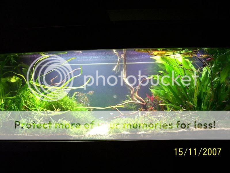 planted6.jpg
