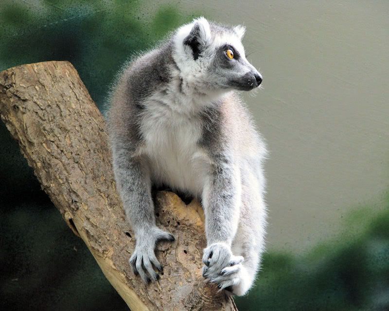 RingtailLemur.jpg