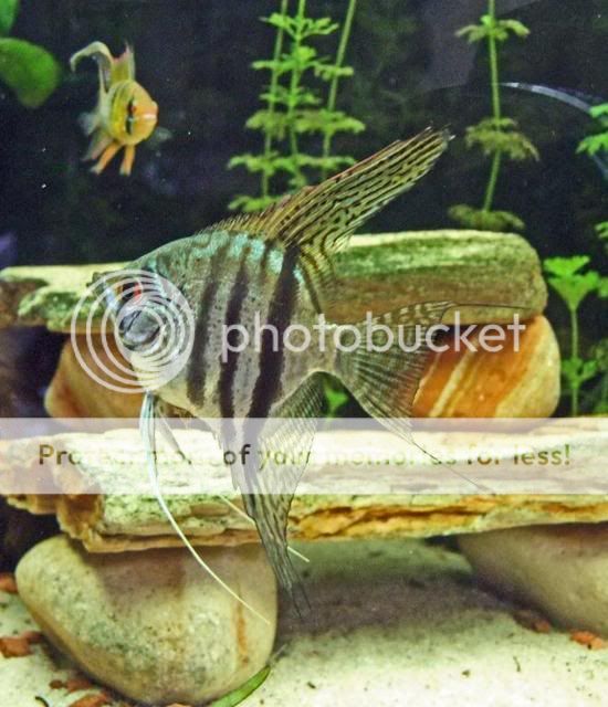 2009_0130fishtank0298a.jpg