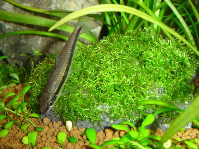 riccia014.jpg