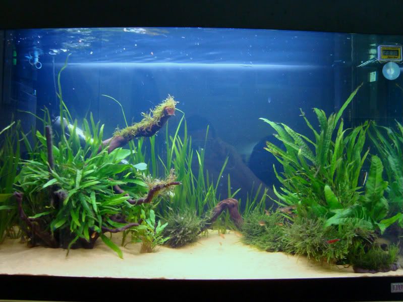 Miscfishpics020-1.jpg