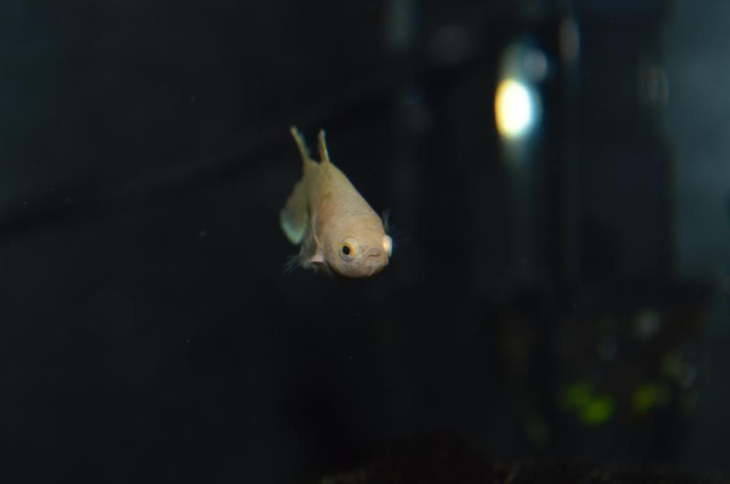 DSC_0915_zps1e29db66.jpg