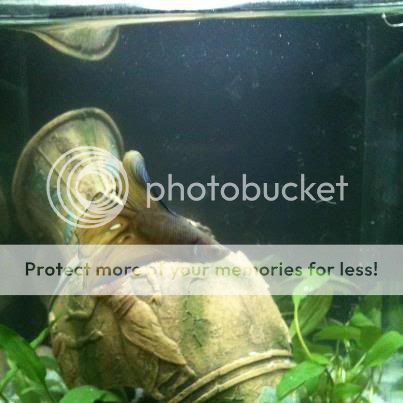 betta2.jpg