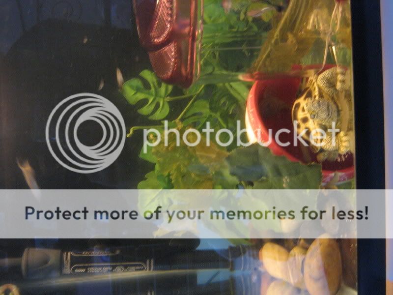 fishtank004.jpg