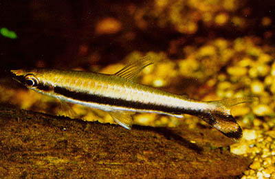 Nannostomus%20unifasciatus.jpg
