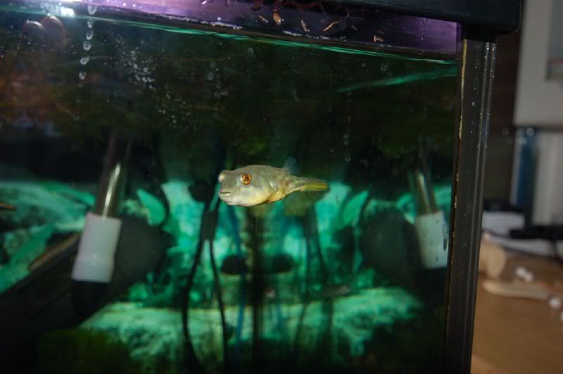 Fish-049.jpg