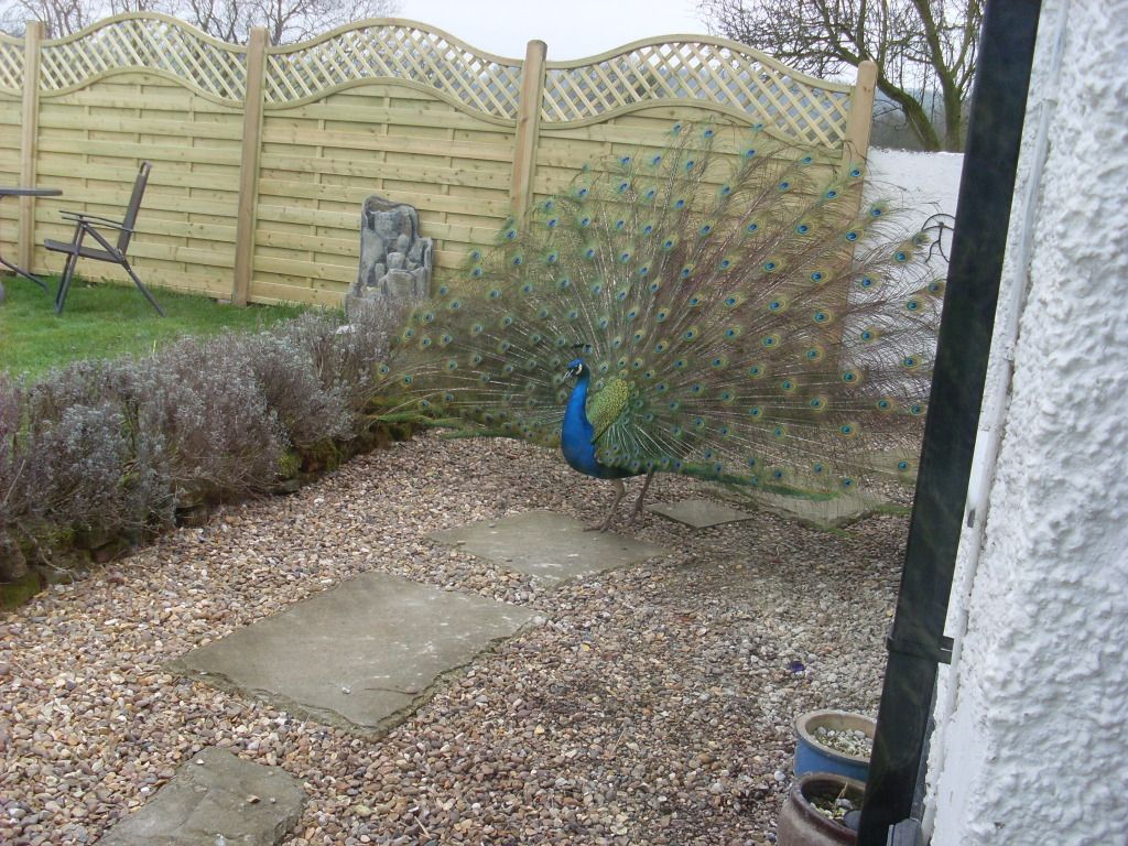 peacockMar20120061.jpg