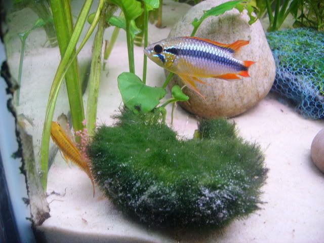 apistogramma005.jpg