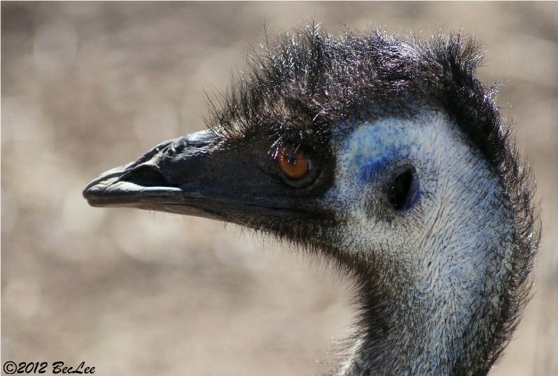 Emu19thAug2012.jpg