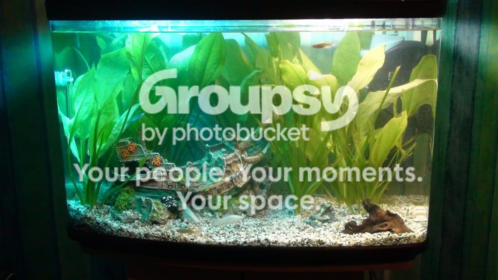 FISH_TANK_UBER-1.jpg
