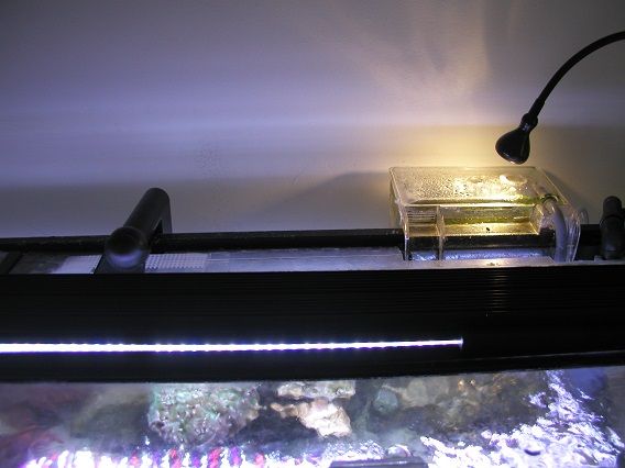 new_light3_zps9dbc355d.jpg