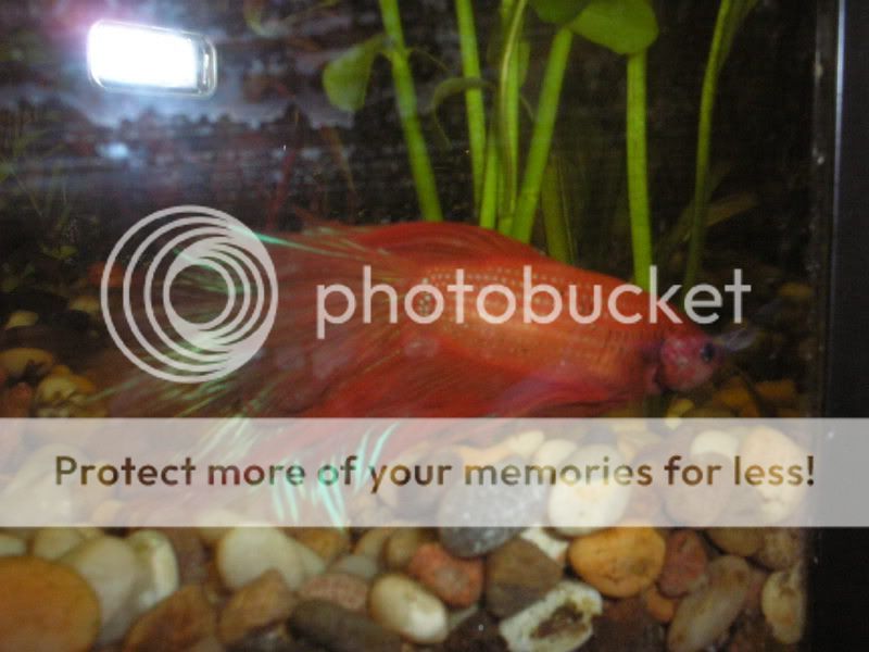 Shy Betta Or Sick Betta Tropical Fish Forums