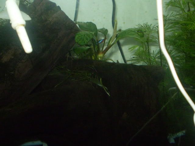 P6020159.jpg