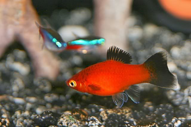 Redwag2.jpg