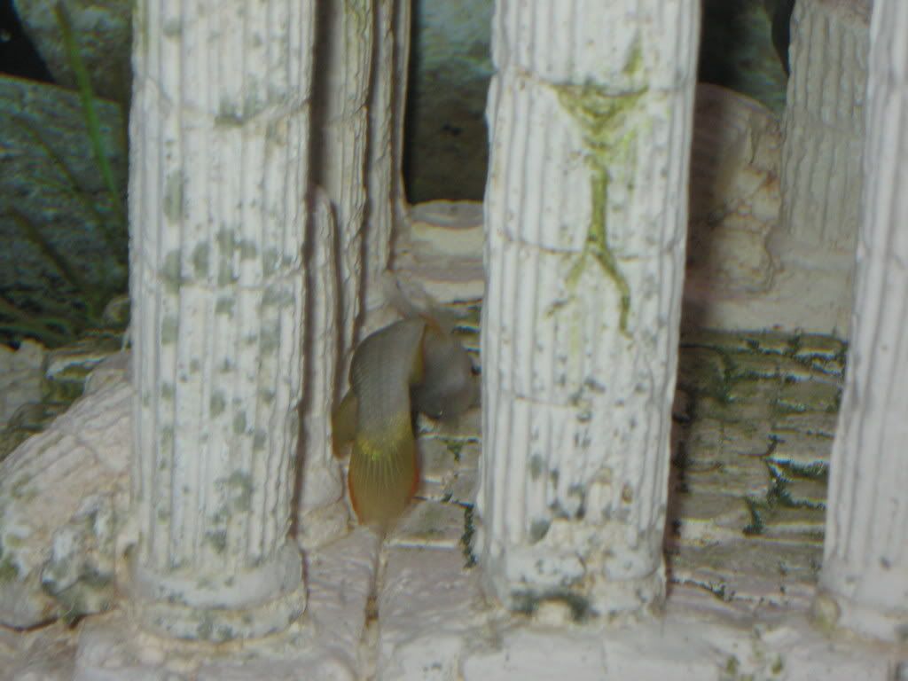 killifishback021.jpg