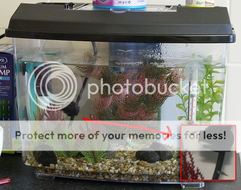 fishsmall1.jpg
