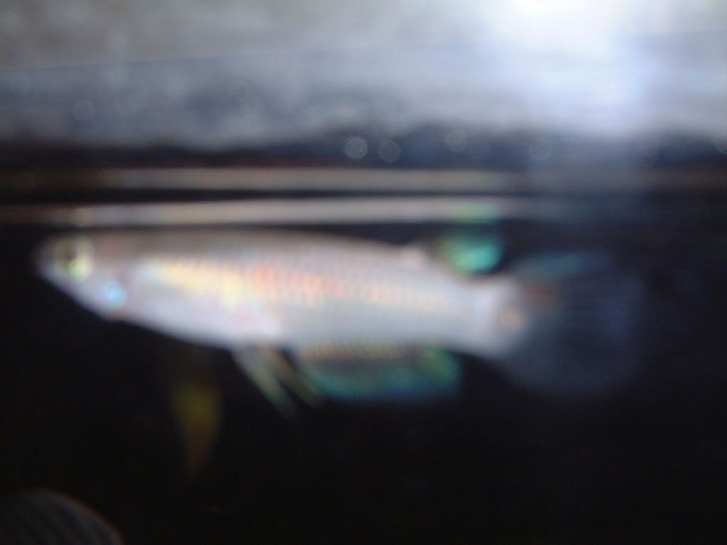 DSCF0075.jpg