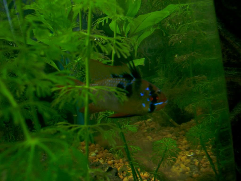 BLUERAMMALEORFEMALE004.jpg