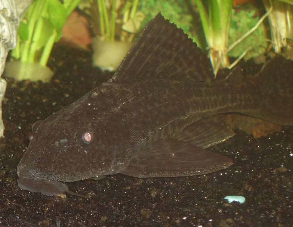 Plecocloseup01.jpg