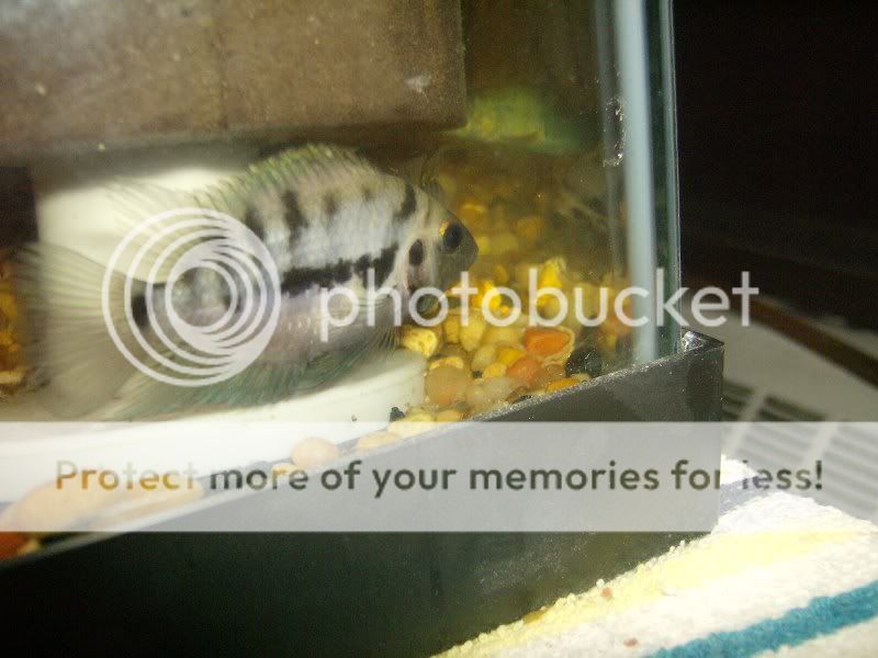 Cichlids014.jpg