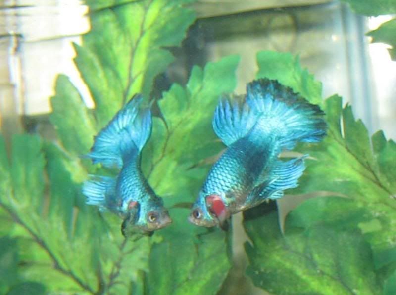 fish1026.jpg