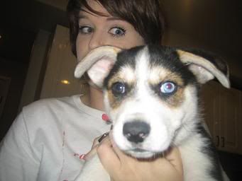 puppy1041.jpg