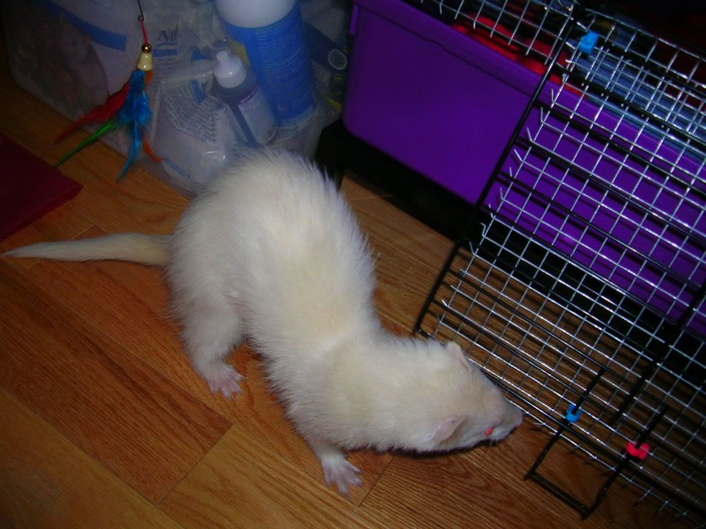 ferrets006.jpg