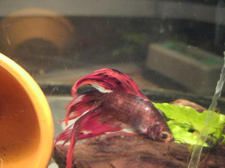 fish1209.jpg