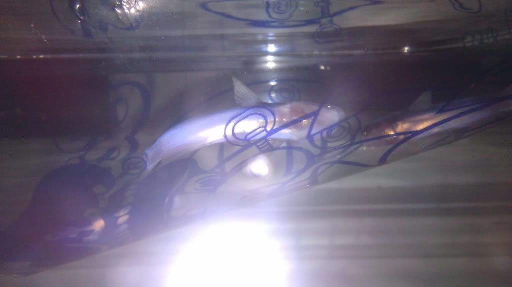 IMAG1063_zps18d929e1.jpg