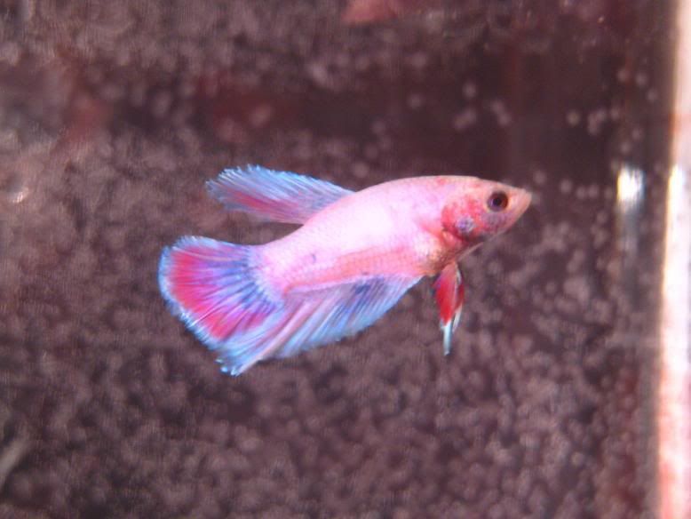 Fish445.jpg