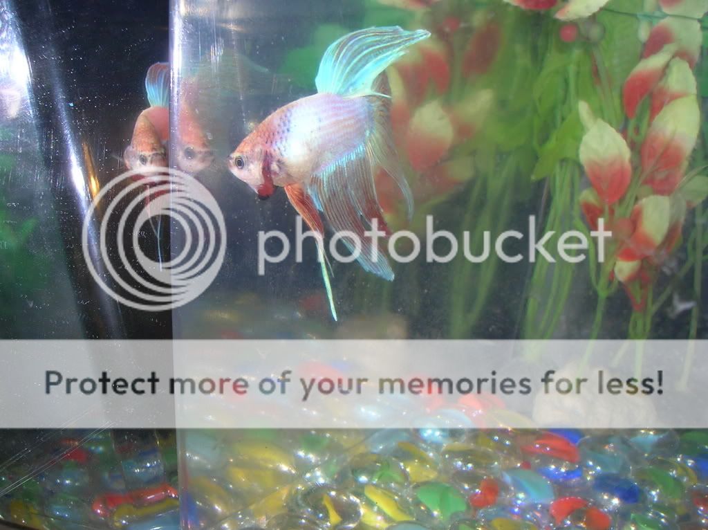 FlarePics016.jpg
