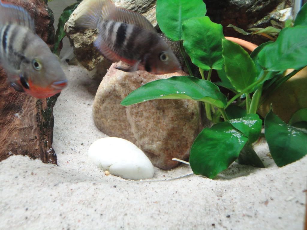 DSC00383.jpg