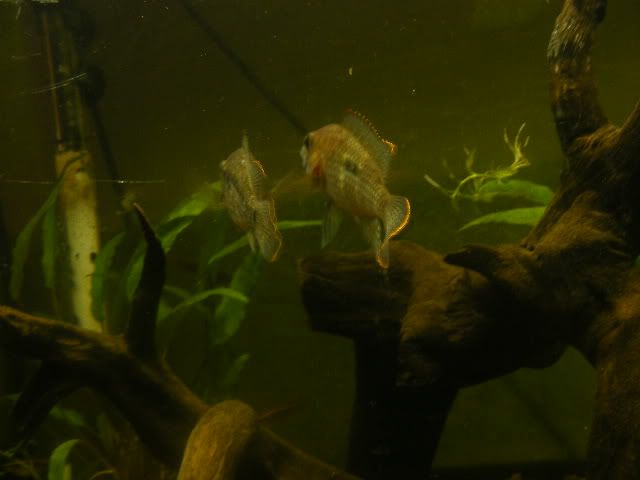 DSCF6608.jpg