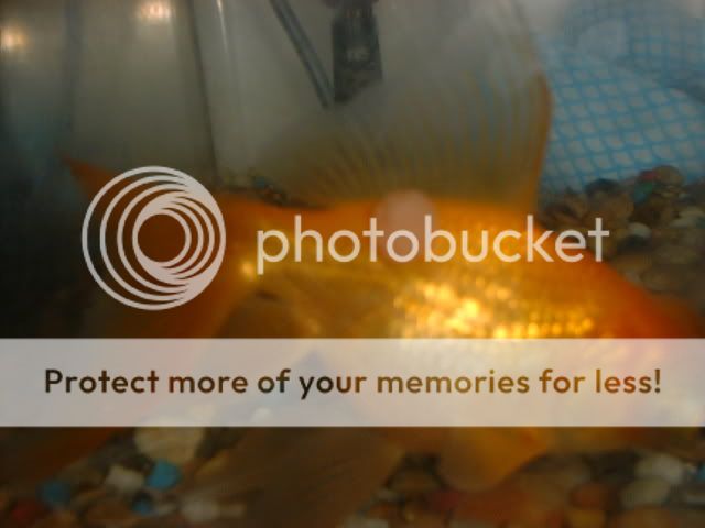 DSCF1130.jpg