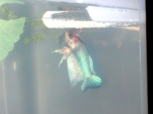 DSCN3239.jpg