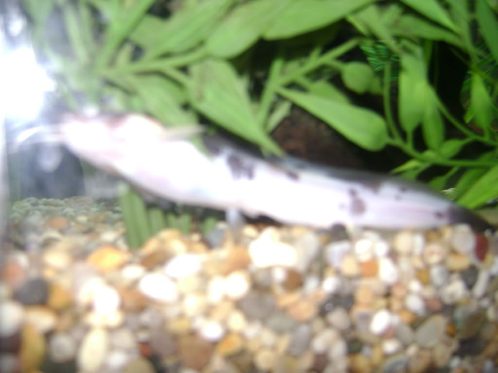 DSC00103.jpg